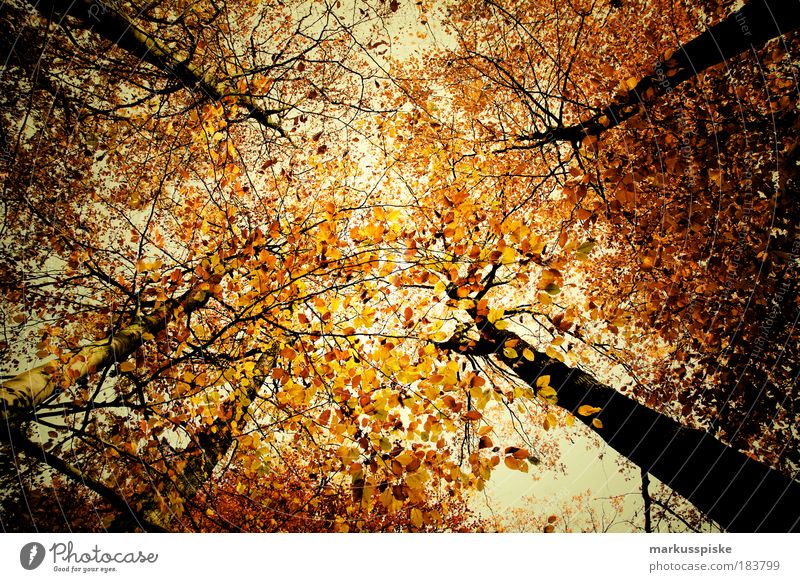 herbstwald Textfreiraum Mitte Umwelt Natur Landschaft Pflanze Luft Himmel Wolken Herbst Klima Wetter Schönes Wetter schlechtes Wetter Baum Blatt Park Wald atmen