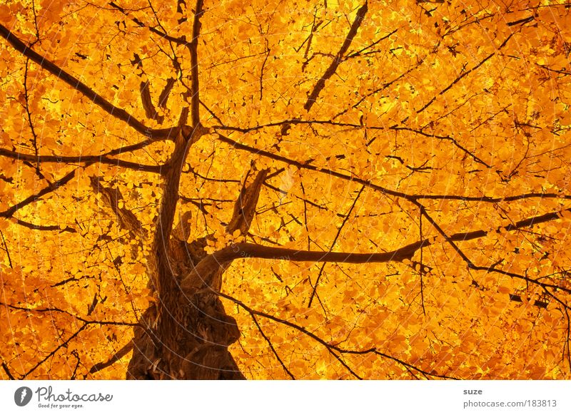 Goldkrone Umwelt Natur Herbst Baum Blatt ästhetisch schön gold Gefühle Stimmung Zeit Herbstlaub herbstlich Jahreszeiten Laubwald Färbung Baumkrone Baumstamm