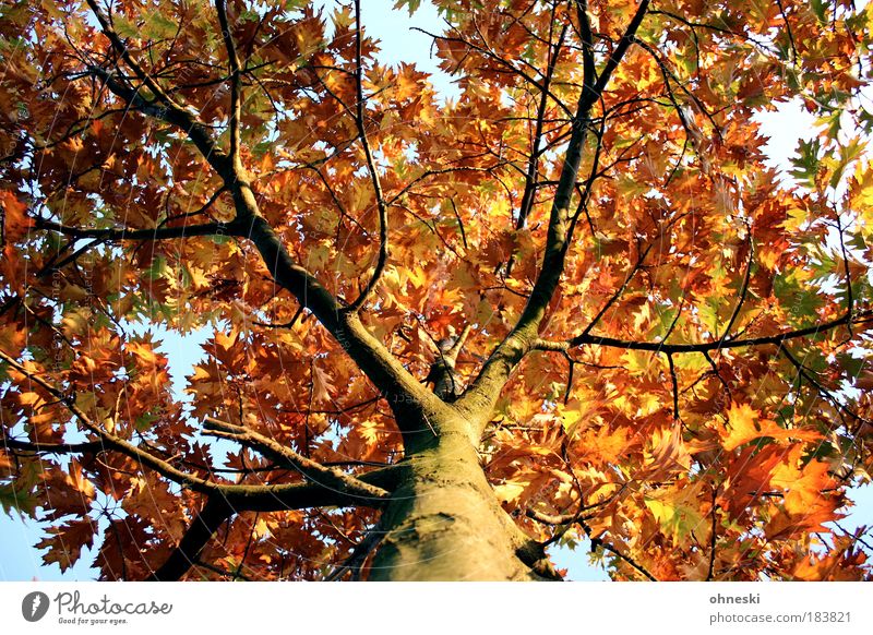 Krone Farbfoto Außenaufnahme Tag Licht Schatten Kontrast Sonnenlicht Froschperspektive Umwelt Natur Pflanze Herbst Schönes Wetter Baum Blatt gelb gold Ast