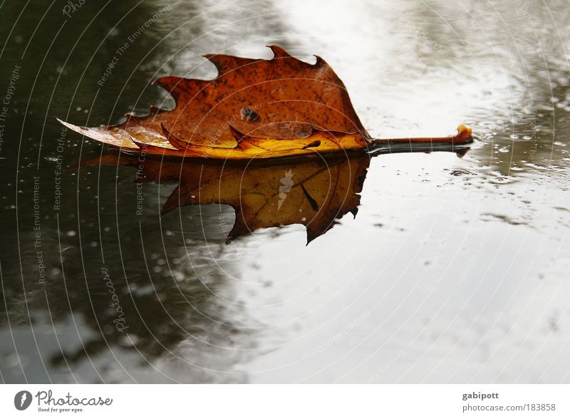 fallen leaves on the ground Farbfoto Außenaufnahme Strukturen & Formen Menschenleer Tag Reflexion & Spiegelung Schwache Tiefenschärfe Natur Erde Wasser Herbst