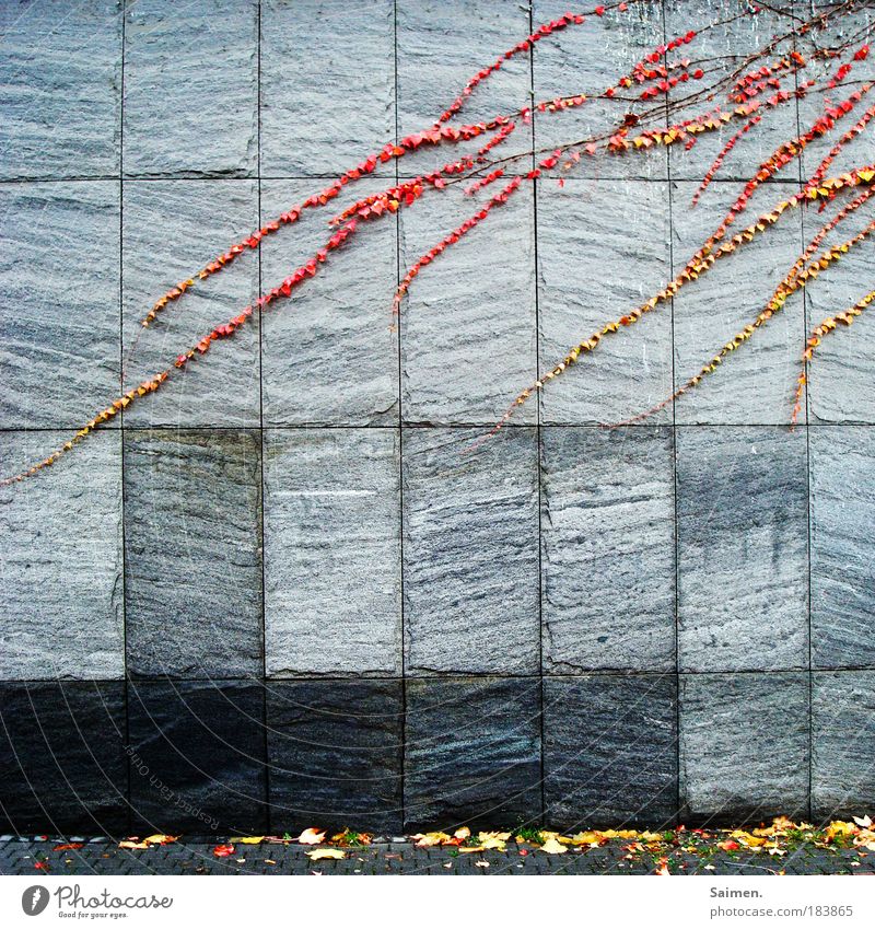 Invasion des Herbstes Farbfoto Außenaufnahme Textfreiraum unten Tag Zentralperspektive Pflanze Haus Mauer Wand Fassade hängen bedrohlich Stadt grau