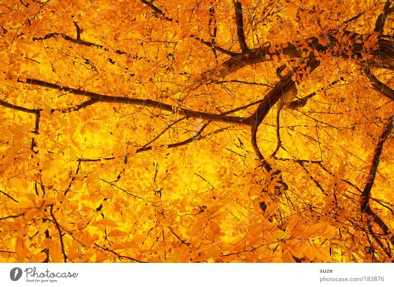 Blattgold Umwelt Natur Herbst Baum alt ästhetisch außergewöhnlich schön Gefühle Zeit Herbstlaub herbstlich Jahreszeiten Laubwald Färbung Baumkrone Baumstamm