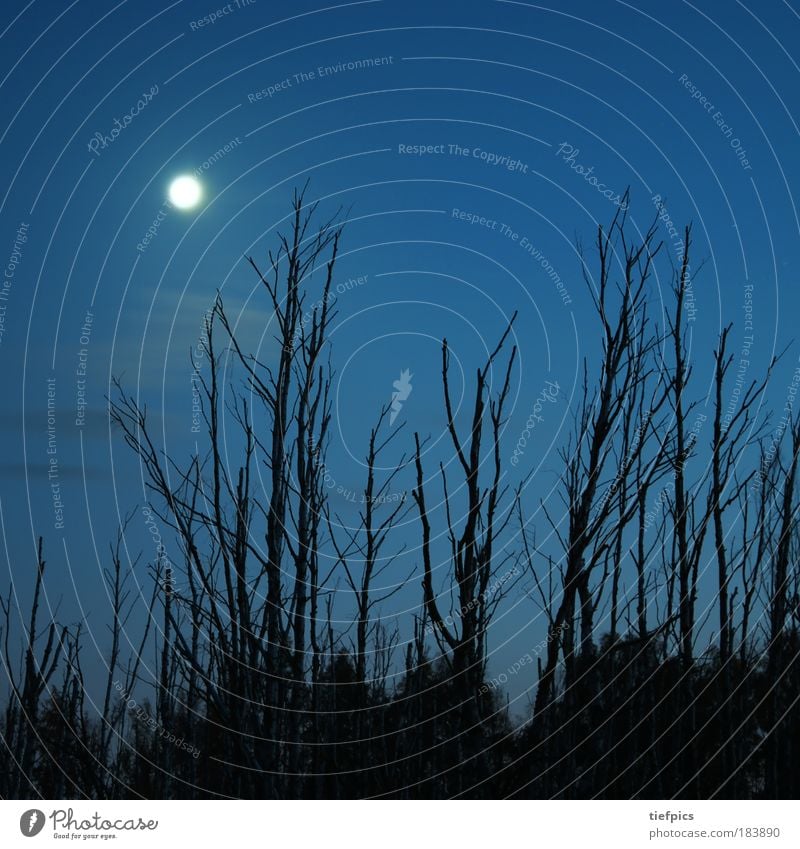 birkenwald. Textfreiraum oben Nacht Natur Himmel Wolken Mond Baum Wald Moor Sumpf blau birch forest tree Birke Mondschein Baumstumpf naturschutzgebiet
