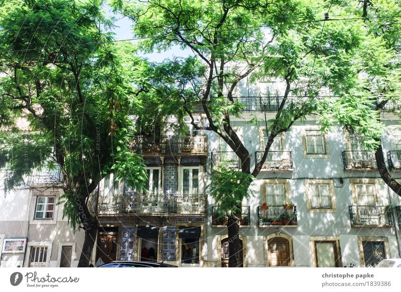 Urbanes Grün Ferien & Urlaub & Reisen Städtereise Sommer Sommerurlaub Schönes Wetter Baum Lissabon Portugal Stadt Hauptstadt Stadtzentrum Menschenleer Haus