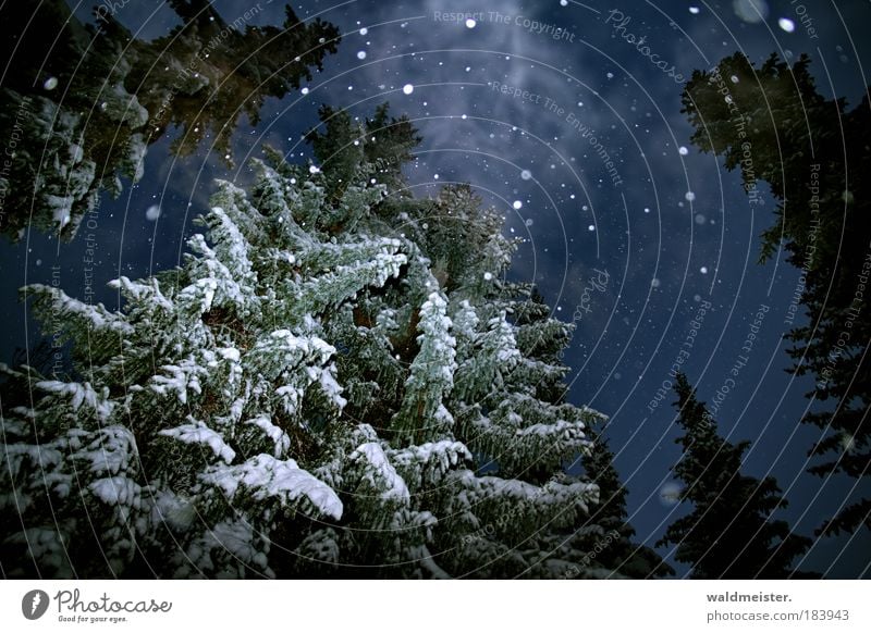 Geist der vergangenen Weihnacht Himmel Winter Nebel Schnee Schneefall Baum gruselig kalt ruhig bizarr Natur Surrealismus Geister u. Gespenster Experiment Rauch