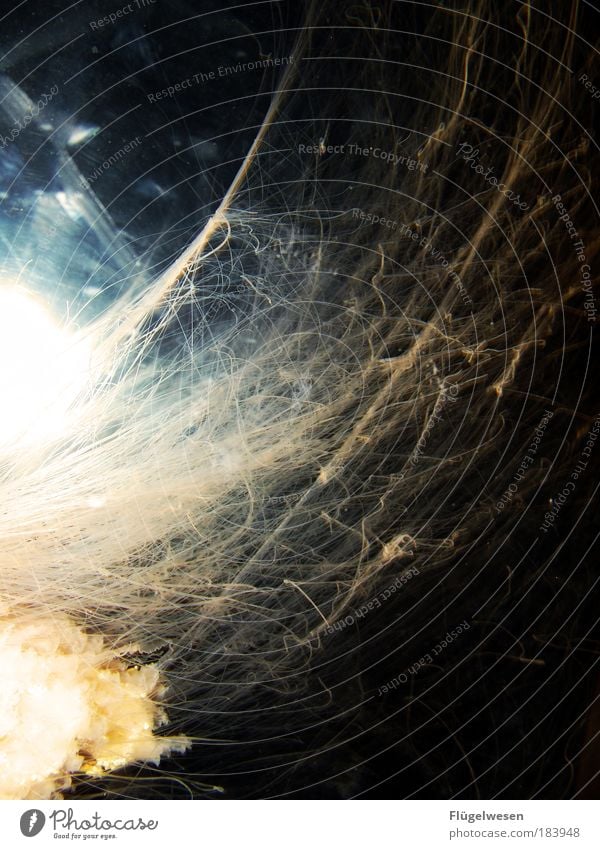 Eine Spinne spinnt Amok Farbfoto Innenaufnahme Umwelt Natur fliegen springen lang Erfolg Kraft Willensstärke Macht Mut Tatkraft Leidenschaft geheimnisvoll