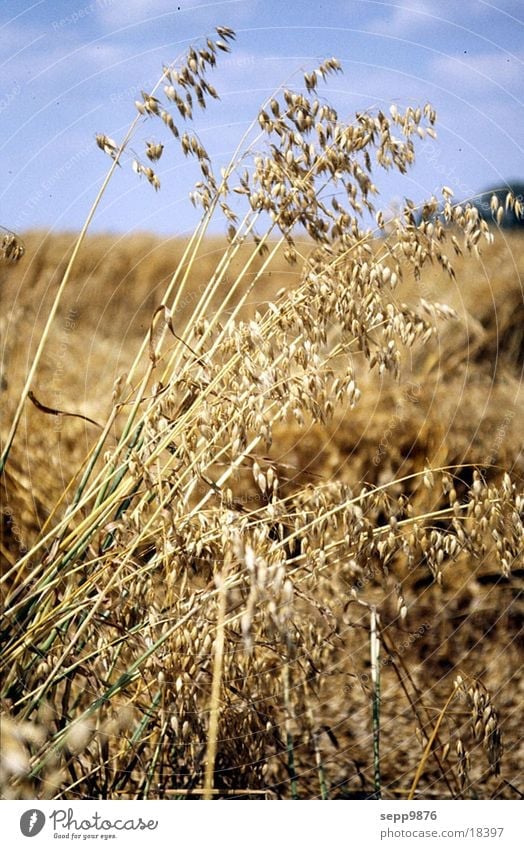Weizen Feld Getreide Detailaufnahme