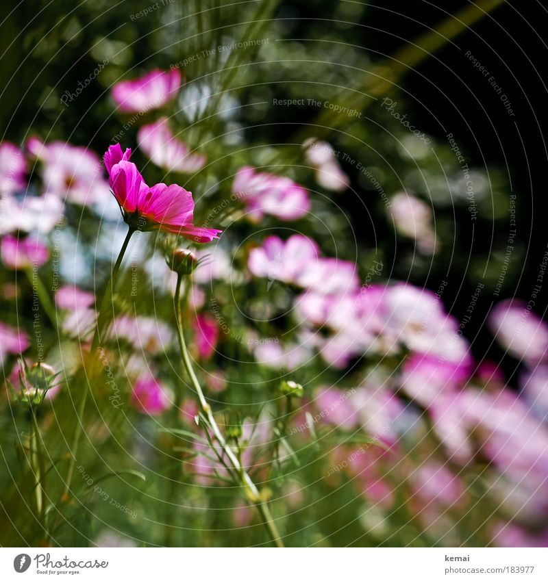 Damals, im Sommer, als es 30 Grad hatte Umwelt Natur Pflanze Schönes Wetter Blume Blüte Blütenknospen Park ästhetisch schön grün rosa Frühlingsgefühle elegant