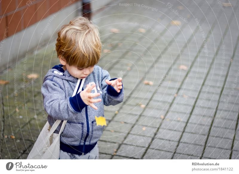ups Mensch maskulin Kind Kleinkind Junge 1 1-3 Jahre Herbst Blatt Pullover entdecken fallen Spielen authentisch klein natürlich Neugier Freude Glück