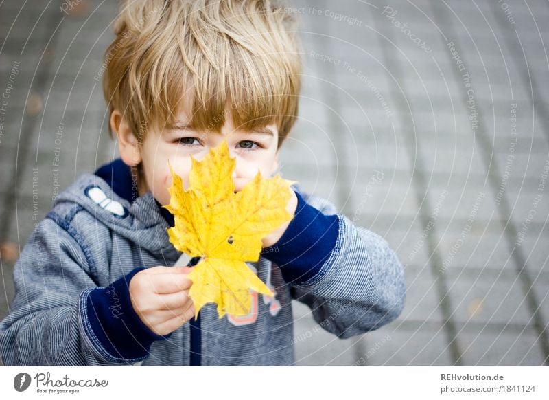 Junge mit einem Ahornblatt Mensch maskulin Kind Kleinkind Kindheit Gesicht 1 1-3 Jahre Herbst Blatt Pullover beobachten entdecken festhalten Spielen authentisch