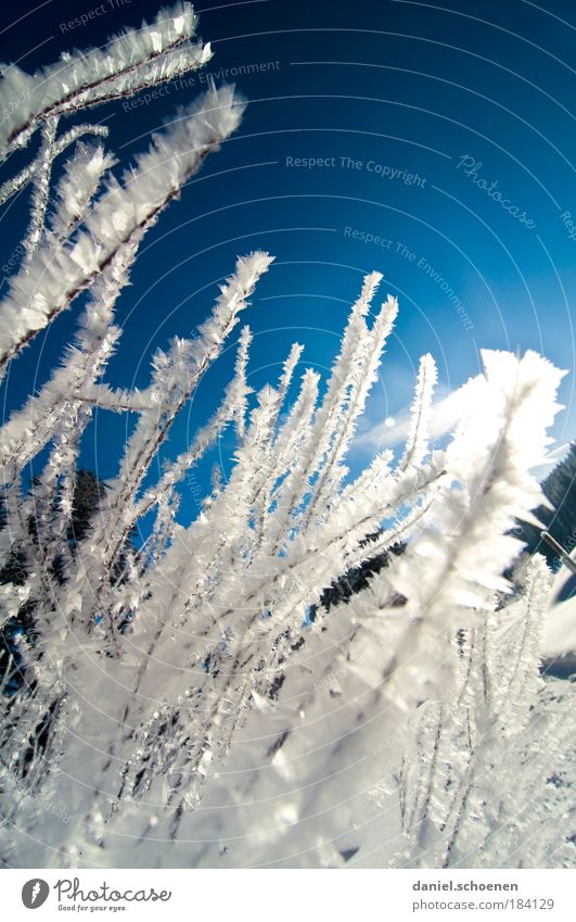 blauweißer Gegenlichtwinter Reflexion & Spiegelung Sonnenlicht Sonnenstrahlen Natur Wolkenloser Himmel Winter Schönes Wetter Eis Frost Schnee kalt Raureif