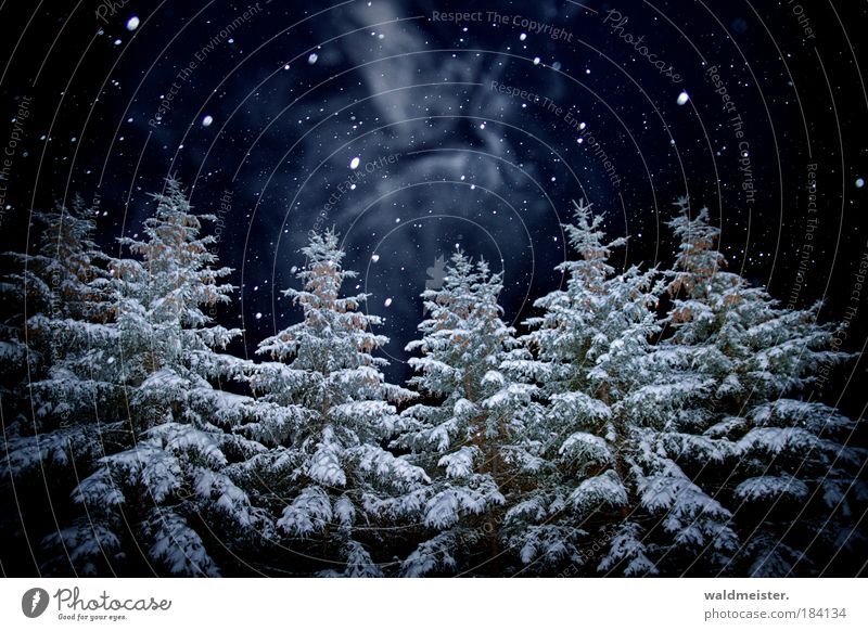 Geist der diesjährigen Weihnachtsnacht Baum Wald gruselig Schneefall Menschenleer Nachtaufnahme Winterwald Märchenwald dunkel Winterstimmung Farbfoto