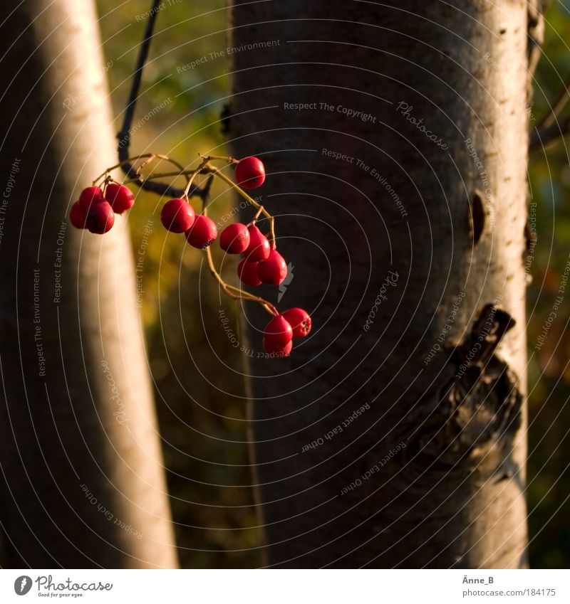 Vogelbeeren am Wegesrand Marmelade Gesundheit Natur Sonnenlicht Herbst Schönes Wetter Pflanze Baum Nutzpflanze Feld Holz hängen dehydrieren schön gold rot