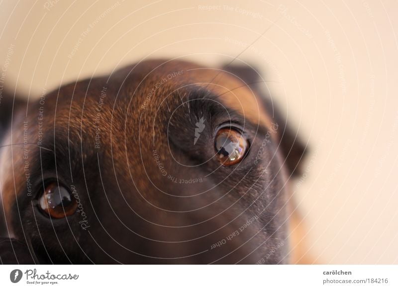 "Schau mir in die Augen.... Farbfoto Innenaufnahme Schwache Tiefenschärfe Vogelperspektive Tierporträt Blick in die Kamera Haustier Hund 1 Kommunizieren