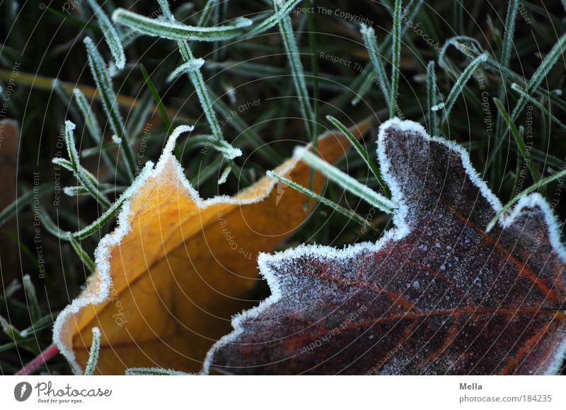Kalt ist's Farbfoto mehrfarbig Außenaufnahme Menschenleer Tag Umwelt Natur Pflanze Erde Winter Klima Eis Frost Blatt Wiese frieren liegen kalt Stimmung ruhig