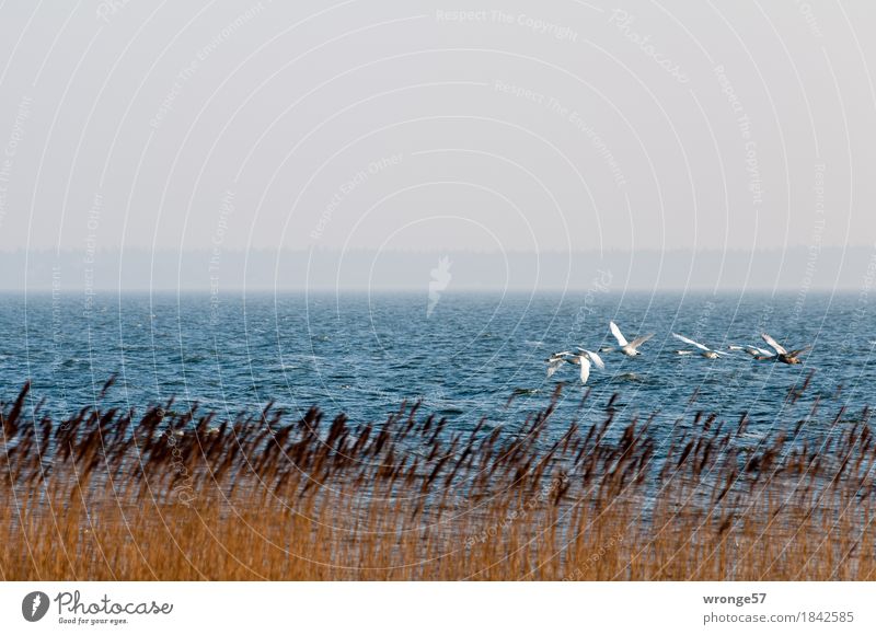 Tiefflieger Natur Landschaft Wellen Küste Ostsee Vorpommersche Boddenlandschaft Tier Wildtier Vogel Schwan 4 Tiergruppe blau braun grau weiß