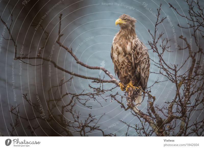 Aquila II Natur Küste Fjord Wildtier Vogel Adler Steinadler Tier beobachten braun Kraft freilebend Greifvogel Norwegen Schwache Tiefenschärfe Unschärfe