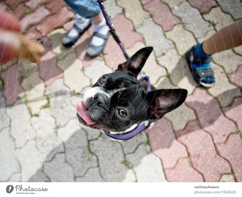 Boston Terrier Portrait Freude Kind Beine Tier Haustier Hund Tiergesicht französische Bulldogge 1 Tierjunges Stein beobachten entdecken lernen Blick warten