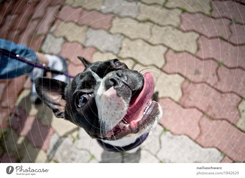 Boston Terrier Portrait Freude Tier Haustier Hund Tiergesicht 1 beobachten hören Blick sitzen warten Coolness frech Freundlichkeit Fröhlichkeit Glück schön