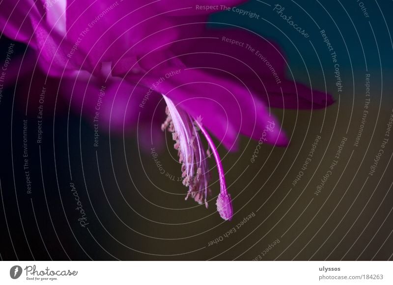 Schlumbergera-Erotik Farbfoto Makroaufnahme Kunstlicht Schwache Tiefenschärfe Natur Pflanze Blume Blüte exotisch Blühend schön weich blau braun rosa Stimmung