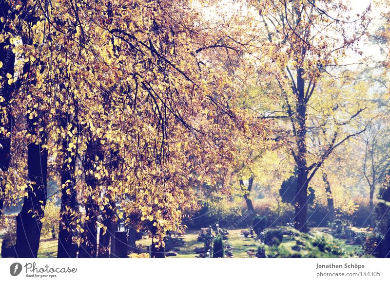 Friedhofserwachen Farbfoto Außenaufnahme Menschenleer Tag Sonnenlicht Umwelt Natur Herbst Baum Blatt Traurigkeit verblüht dehydrieren braun mehrfarbig gelb gold