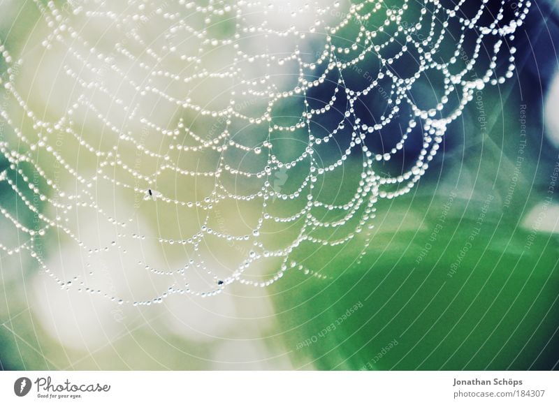 perfektes Geflecht – Spinnennetz Makro mit Regentropfen Farbfoto Außenaufnahme Menschenleer Textfreiraum unten Morgen Schwache Tiefenschärfe Umwelt Natur Tier