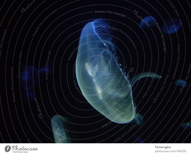 Ruhe in der Tiefe (blaues Squishi) Farbfoto Nahaufnahme Unterwasseraufnahme Menschenleer Textfreiraum links Nacht Kunstlicht Lichterscheinung Zentralperspektive