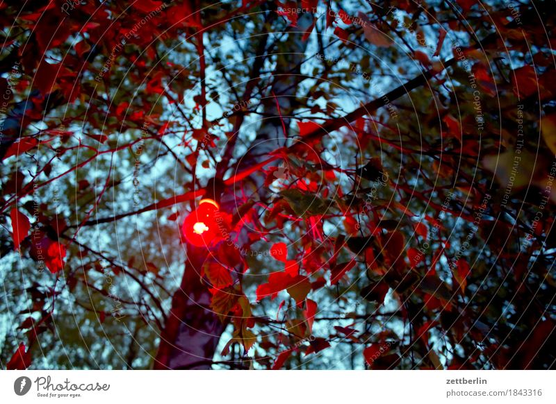 Herbstparty Abend Baum Ast Zweig Allee Ausflug Ausflugsziel Lokal Biergarten dunkel Garten Gartenfest Gastronomie geheimnisvoll Menschenleer Lichterkette Nacht