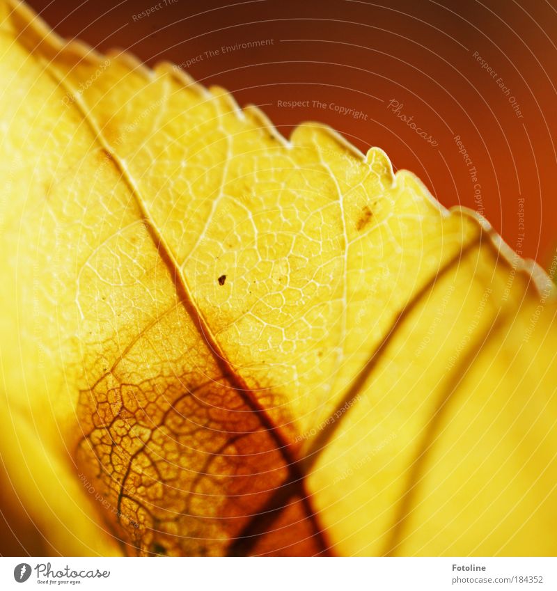 Vergängleichkeit Farbfoto mehrfarbig Außenaufnahme Menschenleer Textfreiraum rechts Textfreiraum oben Morgen Tag Sonnenlicht Umwelt Natur Pflanze Herbst Wetter