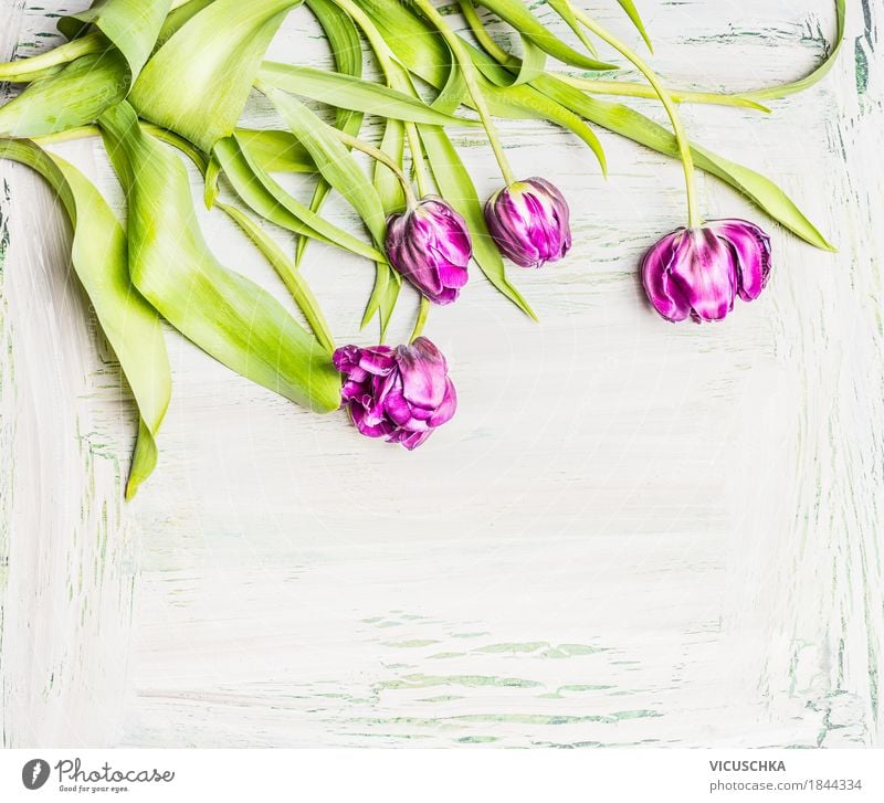 Hübsche Tulpen auf weißem Hintergrund Stil Design Häusliches Leben Garten Dekoration & Verzierung Valentinstag Muttertag Natur Pflanze Frühling Blume