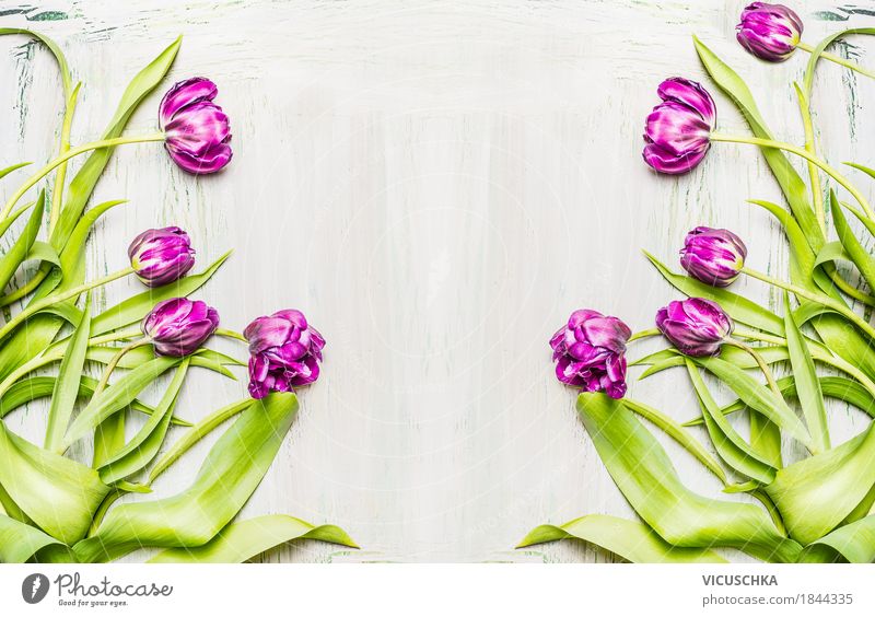 Hintergrund mit Lila Tulpen Stil Design Freude Dekoration & Verzierung Natur Pflanze Frühling Blume Blatt Blüte Blumenstrauß Blühend Liebe gelb violett rosa