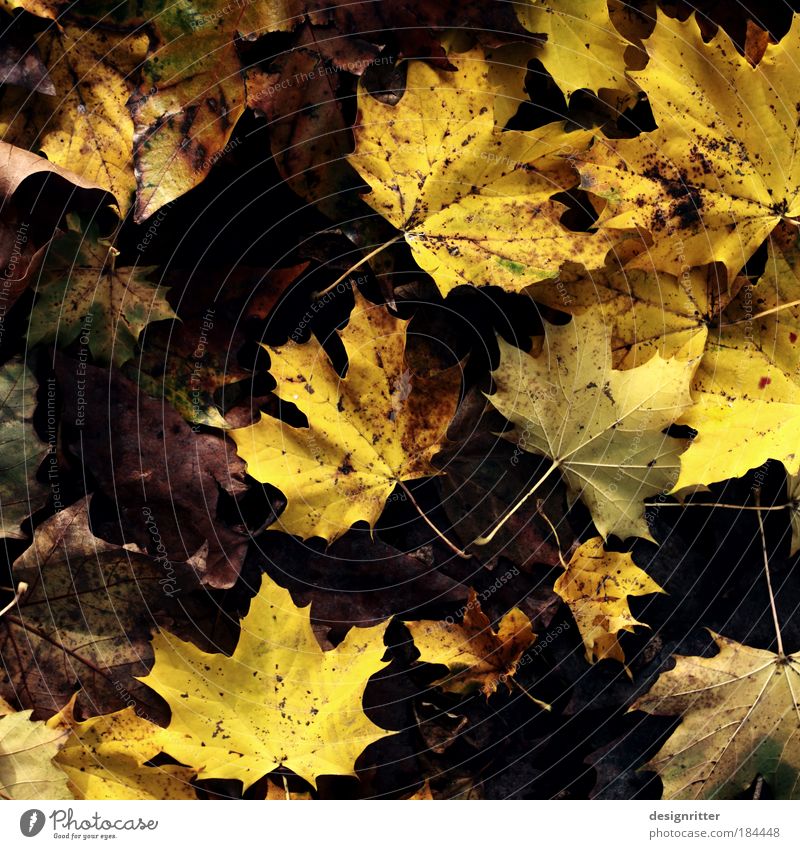 Naturtalent Farbfoto Nahaufnahme Detailaufnahme Menschenleer Textfreiraum links Umwelt Klima Wetter Wind Regen Pflanze Baum Blatt Laubbaum Ahorn Ahornblatt