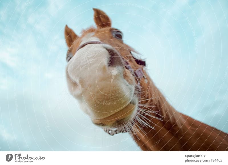 Sweet horse Farbfoto Außenaufnahme Froschperspektive Tierporträt Blick Reiten Pferd Tiergesicht 1 entdecken füttern Coolness frech kuschlig Neugier niedlich