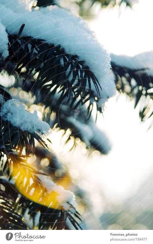 Schneeweiß schön Sonne Winter Natur Schönes Wetter Eis Frost hell kalt gelb Lichtpunkt Raureif gefroren Spaziergang Tanne Weihnachtsbaum Tannennadel