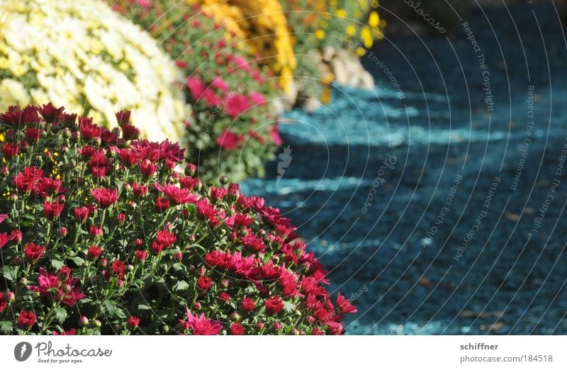 Blumenmeer Farbfoto Außenaufnahme Umwelt Natur Pflanze Blüte Freude Glück Fröhlichkeit Frühlingsgefühle Chrysantheme Garten Gartenbau Gärtner