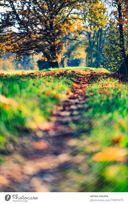 Pfad Umwelt Natur Vergänglichkeit Wege & Pfade Pfadfinder Lebenslauf Entscheidung Herbst herbstlich Herbstlaub Herbstbeginn Nordic Walking Erholung