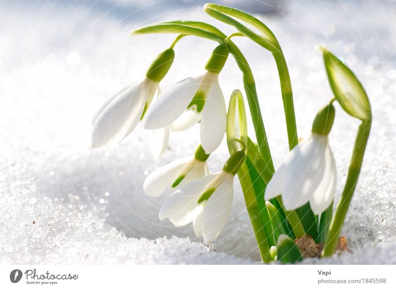 Frühlingsschneeglöckchenblumen mit Schnee Leben Winter Garten Menschengruppe Umwelt Natur Landschaft Pflanze Schönes Wetter Blume Gras Blatt Blüte Wildpflanze