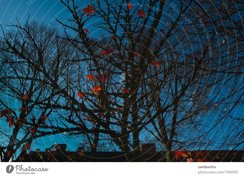 Herbstende November Blatt Herbstlaub Himmel blau Ast Zweig nachzügler Hoffnung Winter Ende Strukturen & Formen Ordnung