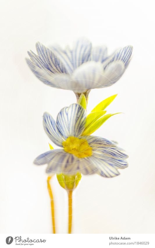 Blau - Weiß gestreifte Primeln - hochkant Design Innenarchitektur Dekoration & Verzierung Bild Postkarte Poster Ostern Natur Pflanze Frühling Blume Blatt Blüte