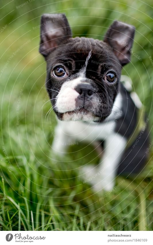 Boston Terrier Studio Portrait Ein Lizenzfreies Stock Foto Von