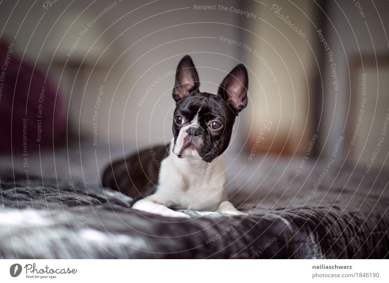 Boston Terrier Stil Freude Tier Haustier Hund französische Bulldogge Bett Decke beobachten entdecken Erholung genießen Blick schlafen elegant frech Fröhlichkeit