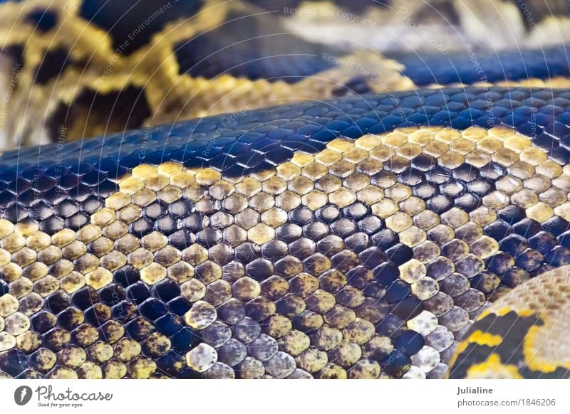 Foto der Schlangenhaut nah oben im Zoo Haut Tier Leder Schutz Python netzförmig regius Bivittatus Molurus Sebae Boa Anakondas Reptil Zunge Schlangenleder