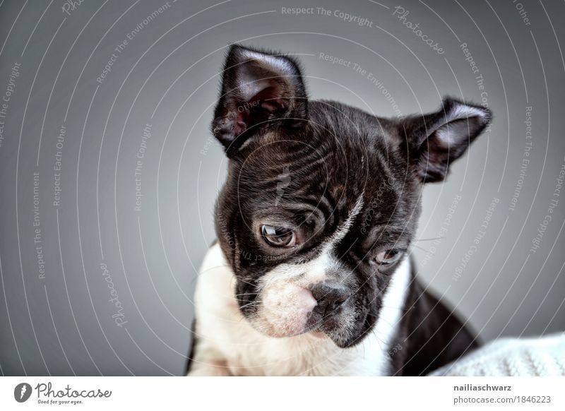Boston Terrier Welpe Studio Portrait Freude Tier Haustier Hund französische Bulldogge 1 beobachten entdecken Kommunizieren Blick sitzen Coolness Fröhlichkeit