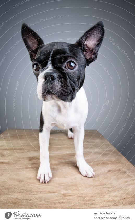 Boston Terrier Studio Portrait Stil Freude Tier Haustier Hund Tiergesicht 1 Tierjunges beobachten Blick frech Freundlichkeit Fröhlichkeit Glück listig lustig