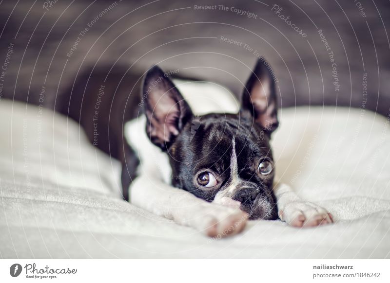 Boston Terrier Welpe Stil Freude Tier Haustier Hund Tiergesicht 1 Bett Decke beobachten Erholung liegen Blick Traurigkeit Freundlichkeit kuschlig natürlich