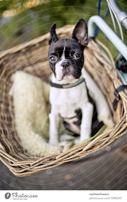 Boston Terrier Welpe macht Ausflug Fahrrad Tier Hund französische Bulldogge boston terrier 1 Tierjunges beobachten entdecken lernen Blick frech Freundlichkeit