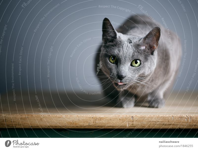 Russisch Blau Katze elegant Tier Haustier Tiergesicht 1 Tisch Holztisch beobachten Erholung liegen Blick natürlich Neugier niedlich schön blau grau