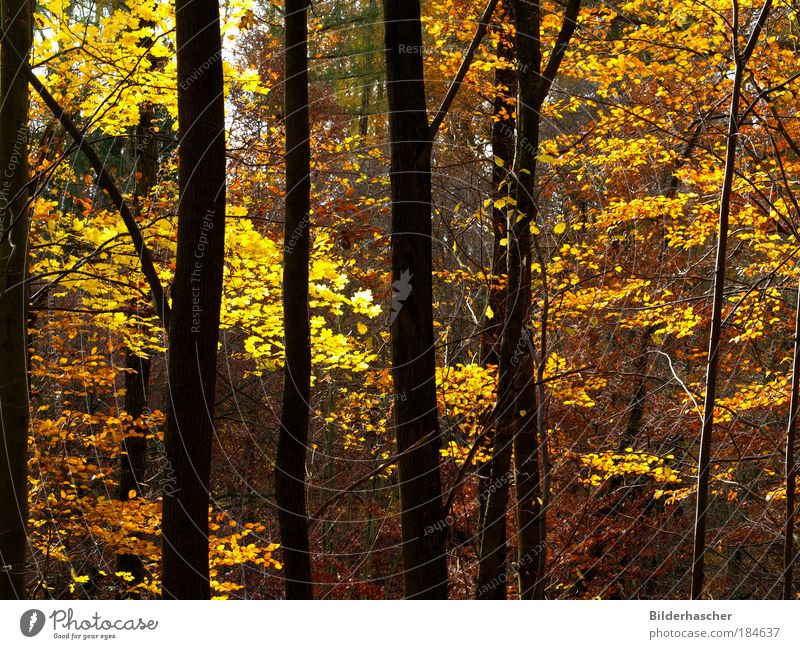 Im Herbstwald Farbfoto mehrfarbig Außenaufnahme Menschenleer Tag Licht Schatten Kontrast Sonnenlicht Ausflug Umwelt Natur Landschaft Pflanze Schönes Wetter Baum