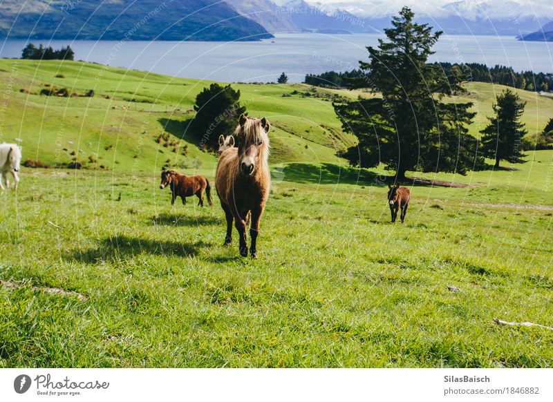 Wild Ponys Tourismus Ausflug Abenteuer Ferne Expedition Sommerurlaub Berge u. Gebirge wandern Natur Landschaft Tier Erde Schönes Wetter Feld Wald Hügel See
