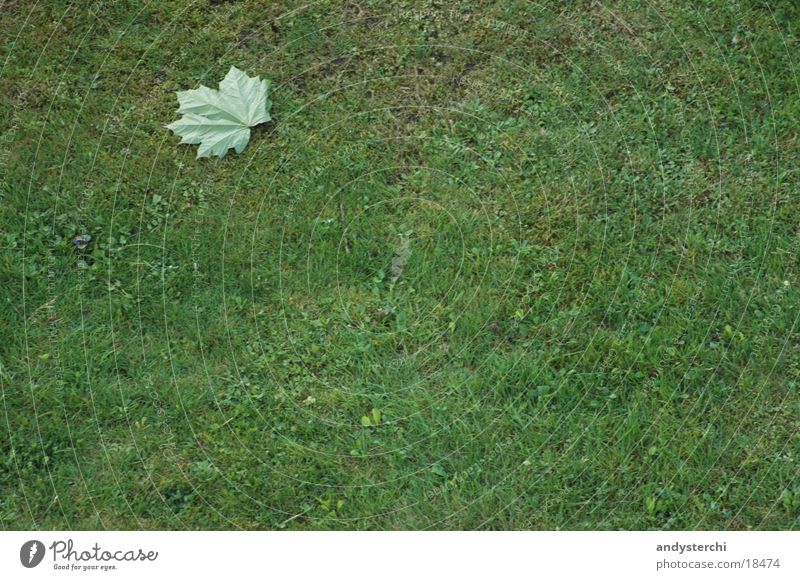 Out In The Green Blatt Wiese grün Gras Strukturen & Formen Baum Rasen